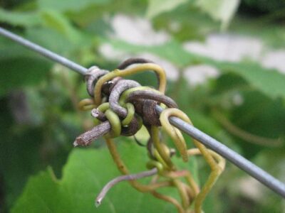 Grape tendrils grip a metal wire.